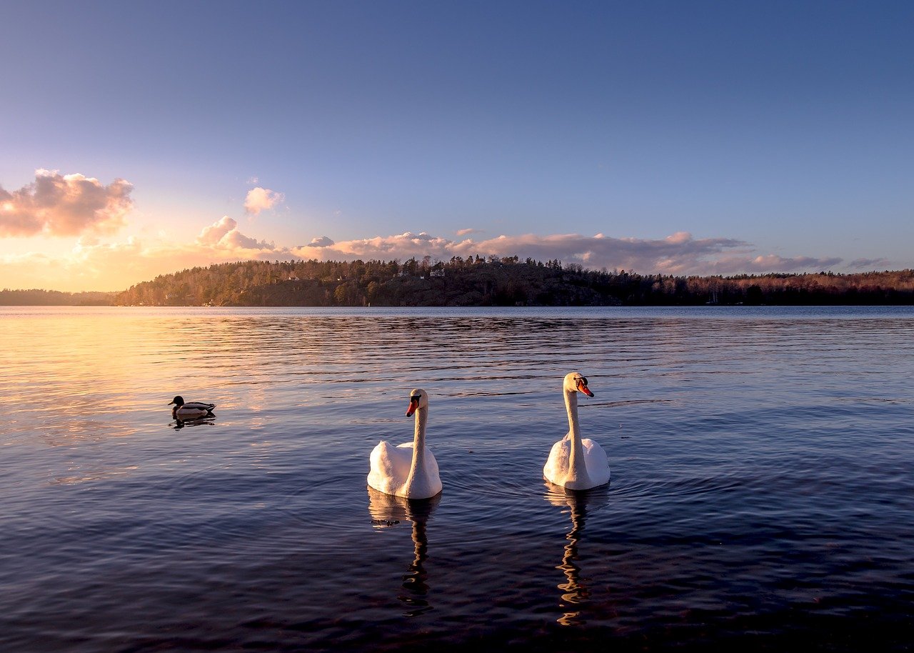 swans and a duck on peaceful water with hills and sunrise